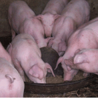 The war between rent-seekers and taxpayers