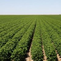 Nearly 90% of Aussies against foreign farm sales