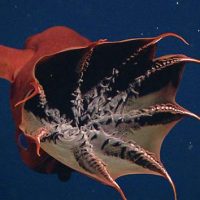 Trump appoints Goldman alumnus to run US Treasury