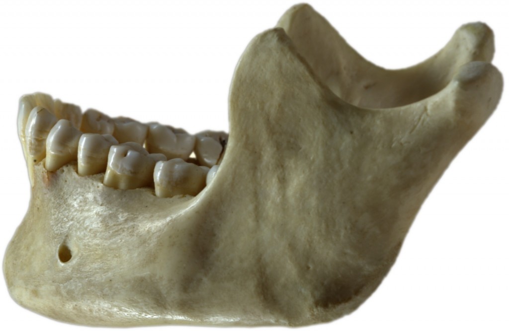 Human_jawbone_left