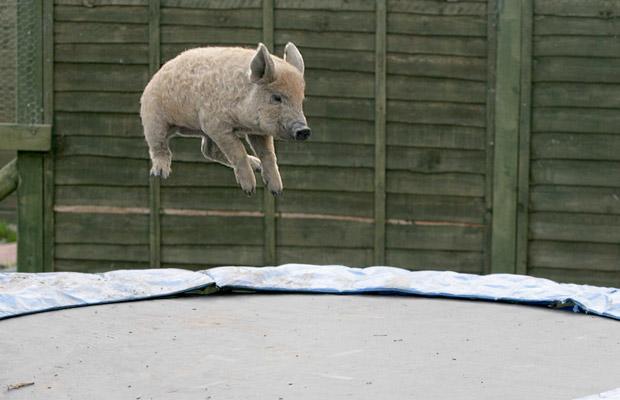 pig on trampoline bounce pigs can fly