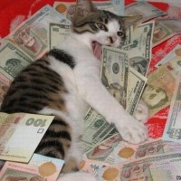 Cat-In-A-Pile-Of-Money
