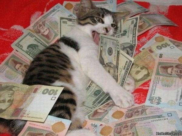 Cat-In-A-Pile-Of-Money