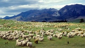 New-Zealnd