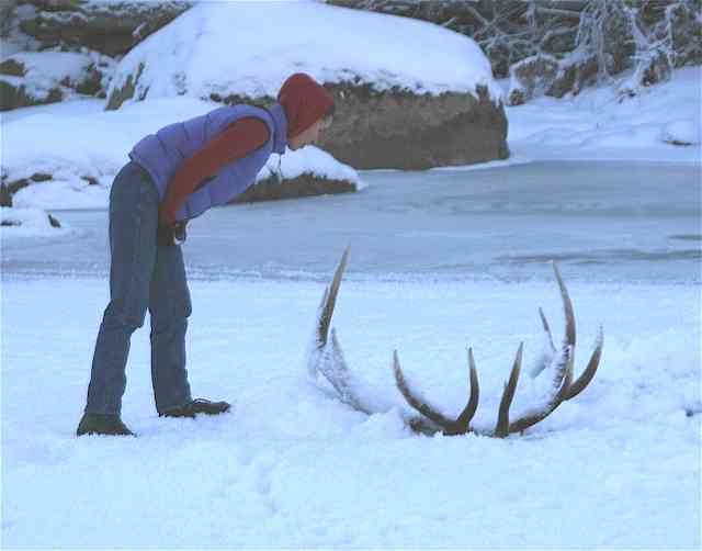 bull_elk_frozen_in_the_lamar_river_yellowstone_national_park_003