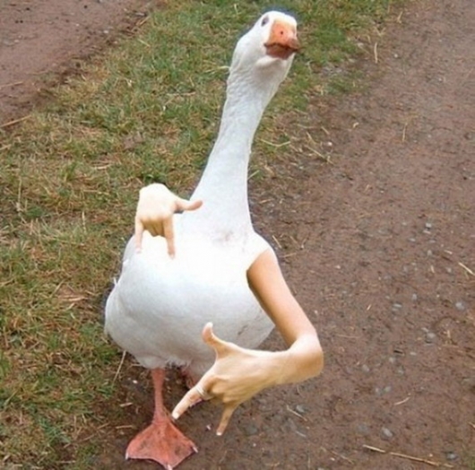 goose