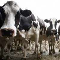 NZ milk crash goes from bad to worse