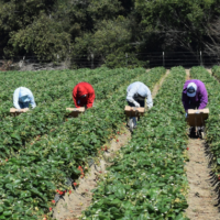 Farm lobby demands more migrant slaves