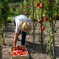 Farm labour shortage myth exposed again