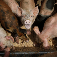 Joe Aston rips teal independents’ pork barreling hypocrisy