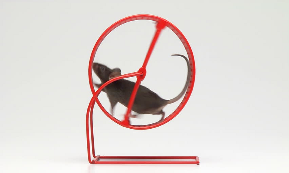 'Jobs and Skills' Summit sends us back onto Big Australia hamster wheel ...